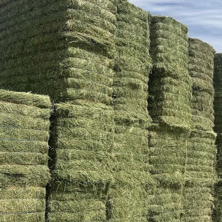 Alfalfa big squares stacked